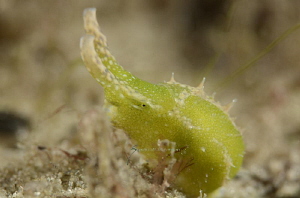 Oxynoe antillarum by Suzan Meldonian 